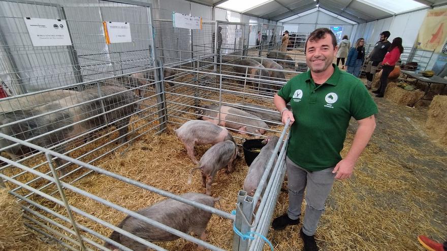 Los criadores de gochu asturcelta de Asturias, alarmados: "Si llega aquí la peste porcina será el fin de la raza"