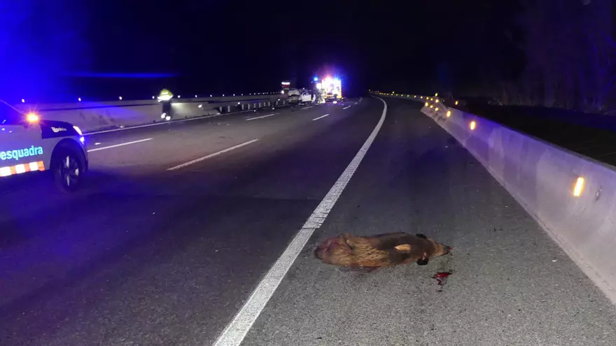 Vídeo: Les carreteres catalanes registren 15 accidents de trànsit al dia per xoc amb animals, un 50% més que fa 5 anys