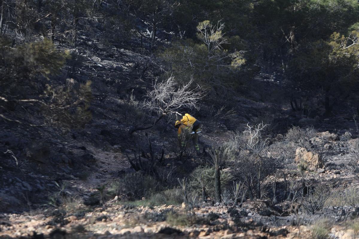 Un bombero forestal evalúa el estado de un árbol quemado en el Parque Natural de la Sierra de la Muela.