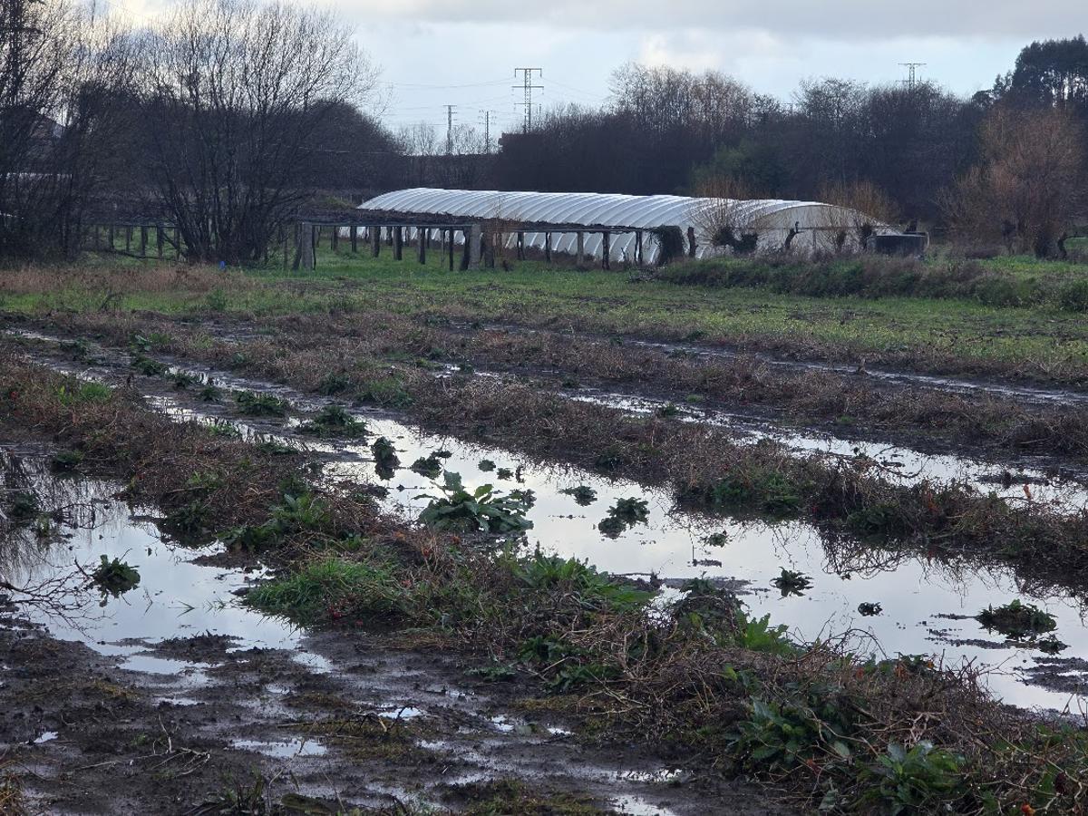Un terreno habitualmente dedicado al cultivo de pimientos y un invernadero.