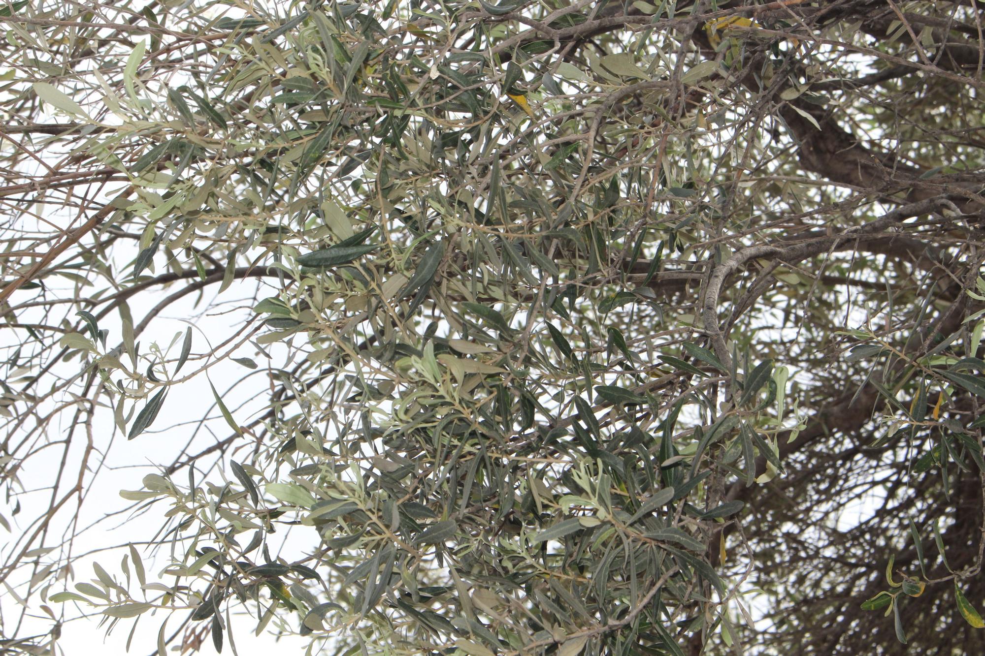 Los desbordados olivos de Castellar-Oliveral