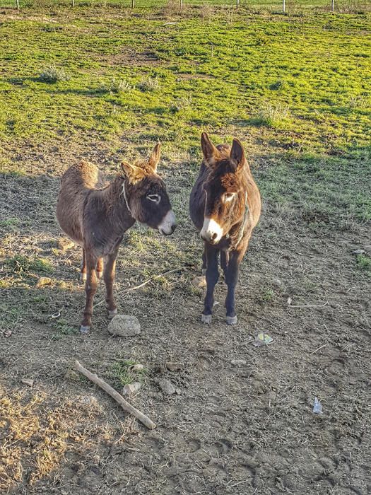 Enamorats. Com tots sabem, per aquestes èpoques sorgeix l’amor, i ho podem comprovar amb aquesta fotografia de dos ases que sembla que davant de la càmera tenen una mica de vergonya .