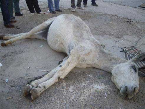 Imágenes del maltrato a una burra en Torreorgaz y a otros animales