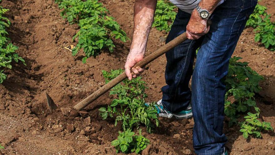 Un agricultor prepara la tierra para plantar.