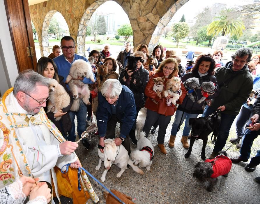 Los animales, recibiendo la bendición.