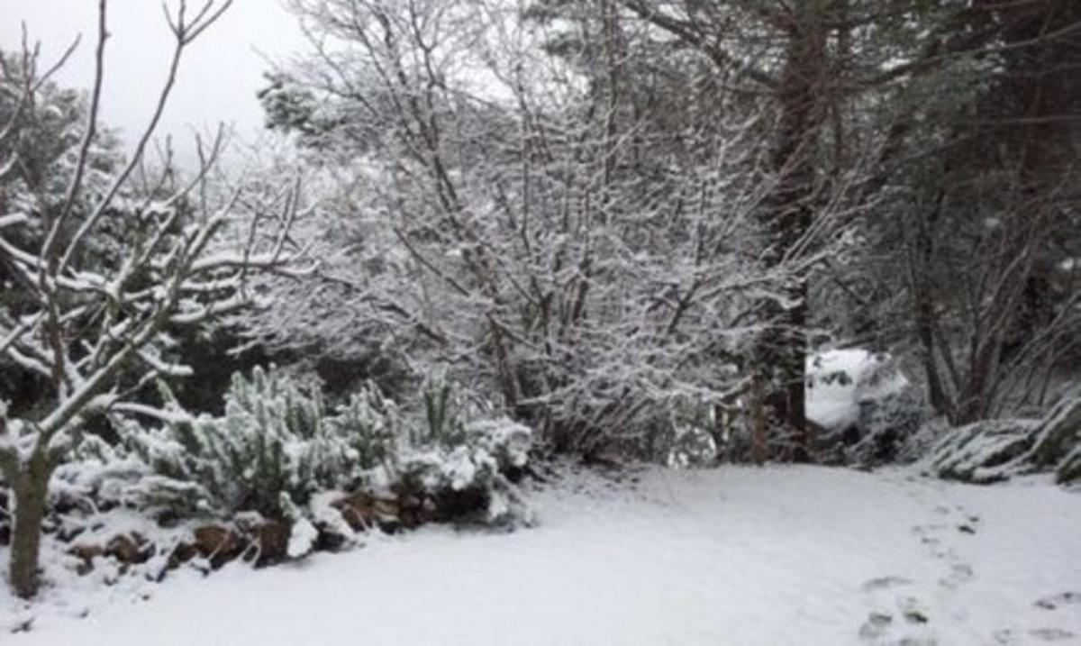 Despertar blanc al Montseny.