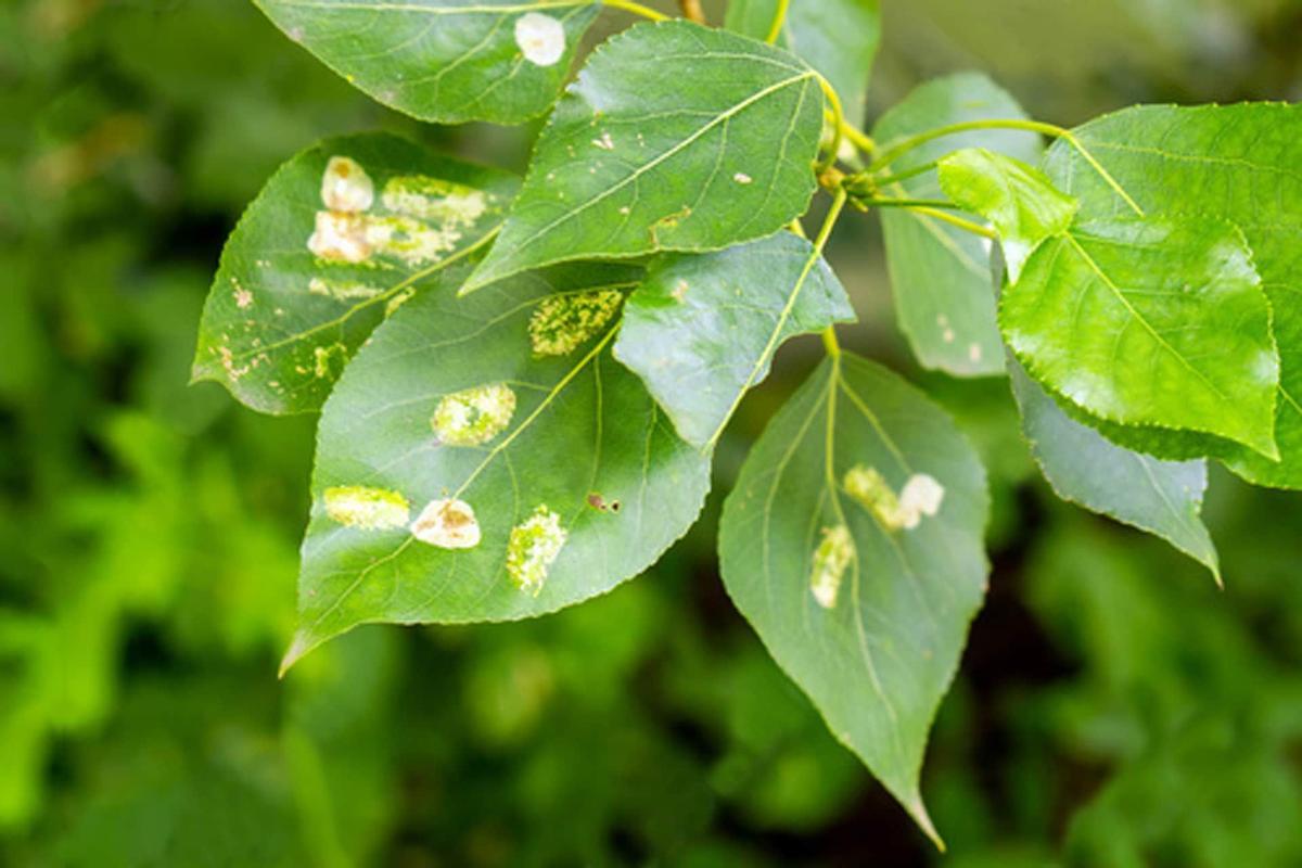 Hongos en plantas