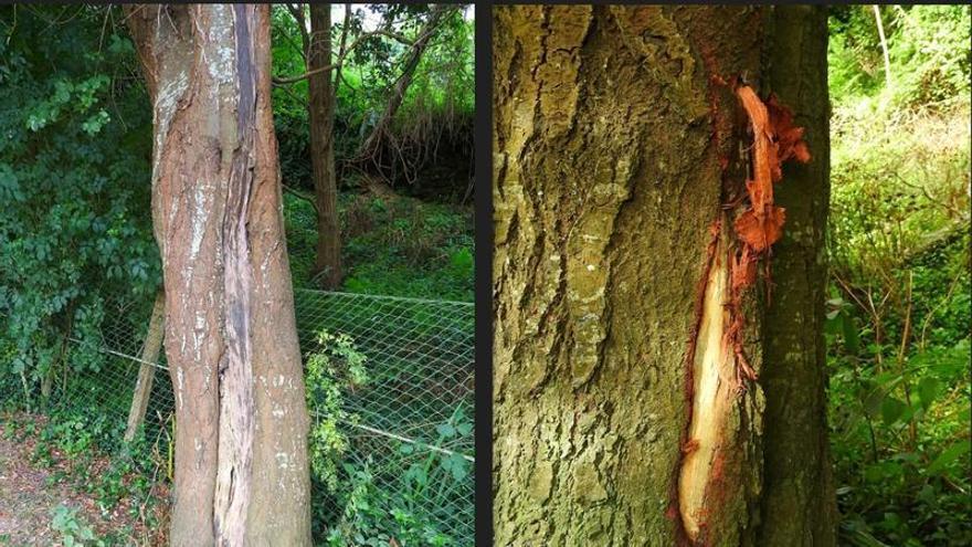 Anduxía y Liboreiro denuncian daños por rozas mecánicas en los árboles del sendero del río Bispo