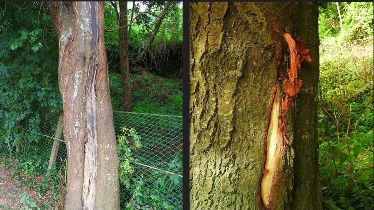 A la izquierda, el sauce dañado en 2020 y, a la derecha, el ejemplar herido recientemente, ambos en el sendero del río Bispo, en Bueu.