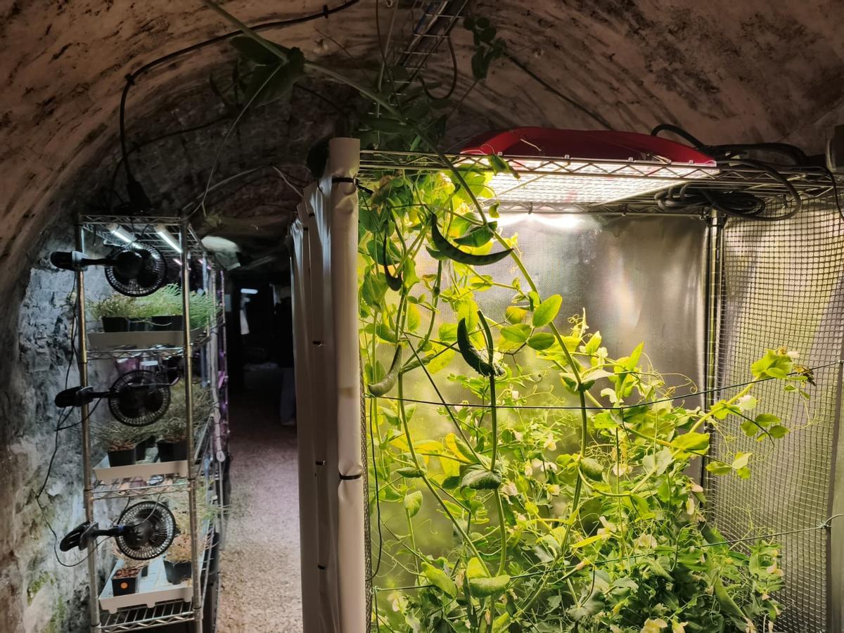 Guisantes lágrima cultivados en una bocamina del Pozo Carrio, en Laviana