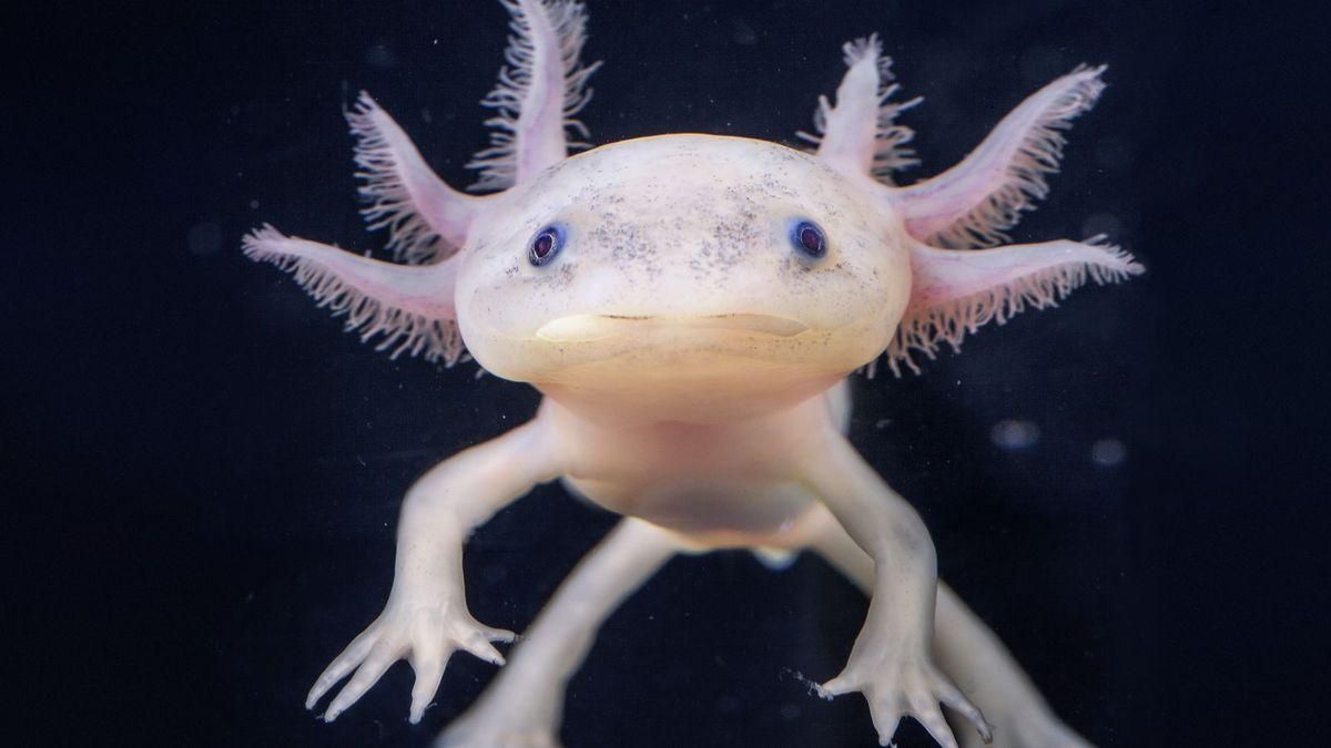 Ejemplar de ajolote, un anfibio en peligro crítico de extinción.
