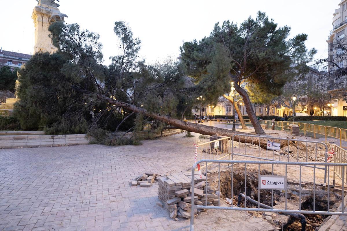 El árbol caído en la plaza de Los Sitios iba a ser talado por su peligrosidad