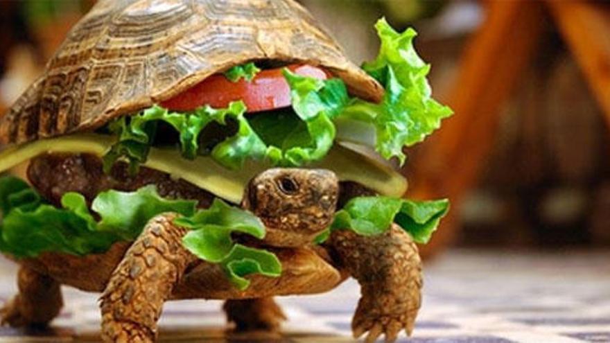 La tortuga &quot;disfrazada&quot; de hamburguesa.