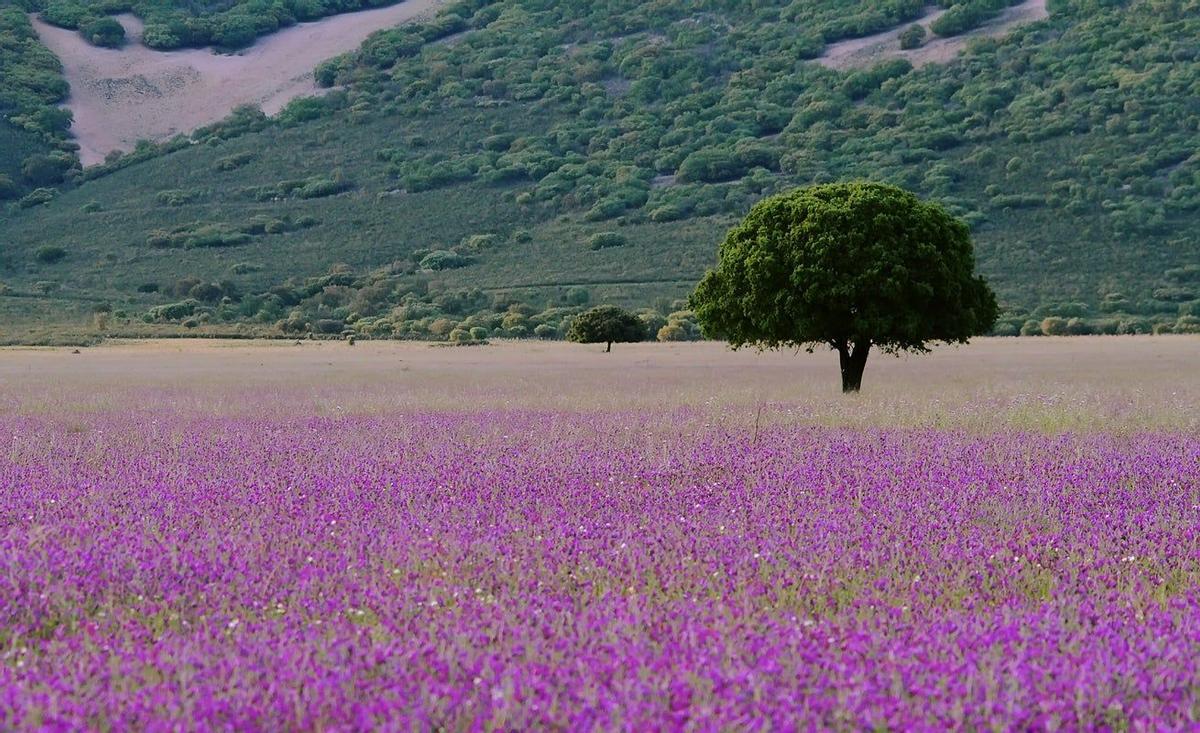 Parque Nacional de Cabañeros, Ciudad Real