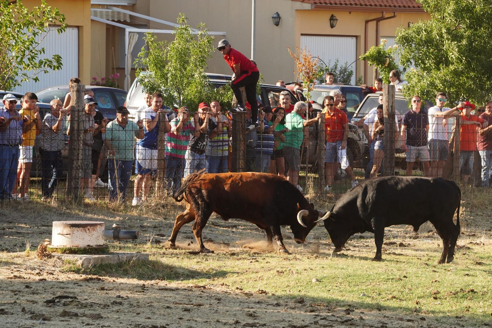 Vibrante encierro mixto en Venialbo