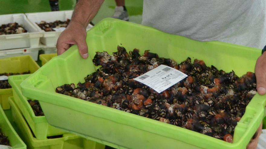 Multados con 480 euros por pescar ilegalmente 22 kilos de percebes en Oviñana