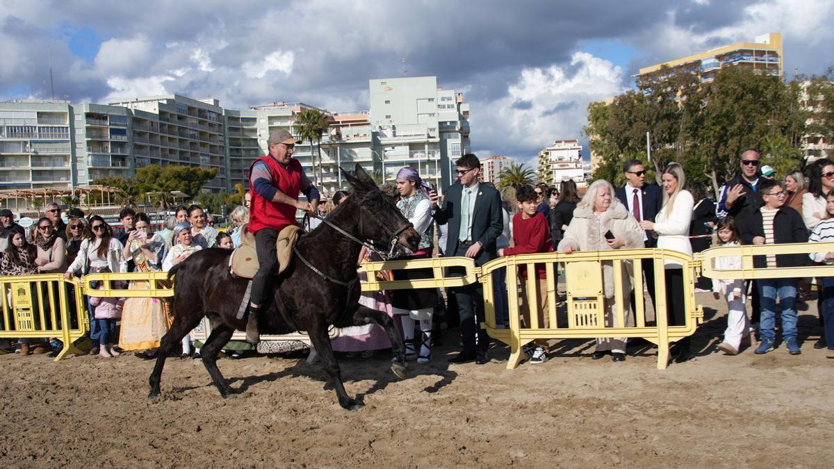 Así ha sido la carrera de caballos y burros en la playa de Orpesa