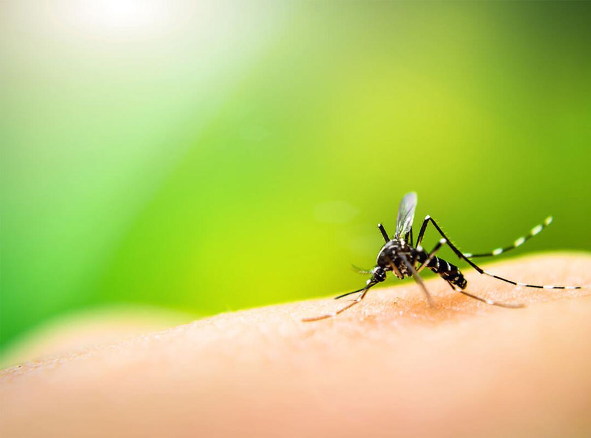 Confirman una subida “exponencial” de garrapatas y mosquitos en España