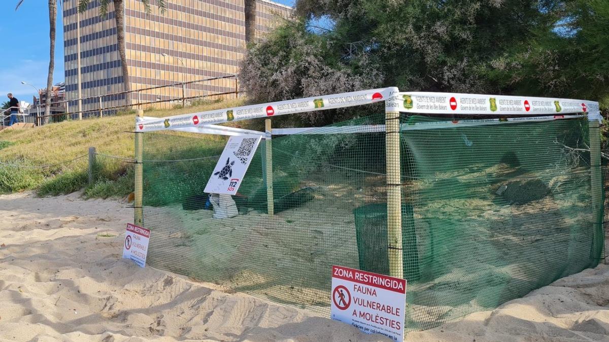 Primer desove de una tortuga marina, en una playa de Mallorca