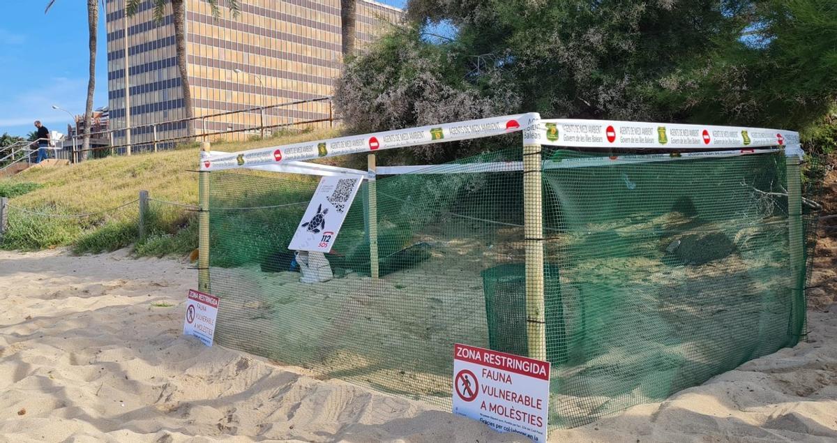 Primer desove de una tortuga marina en una playa de Mallorca