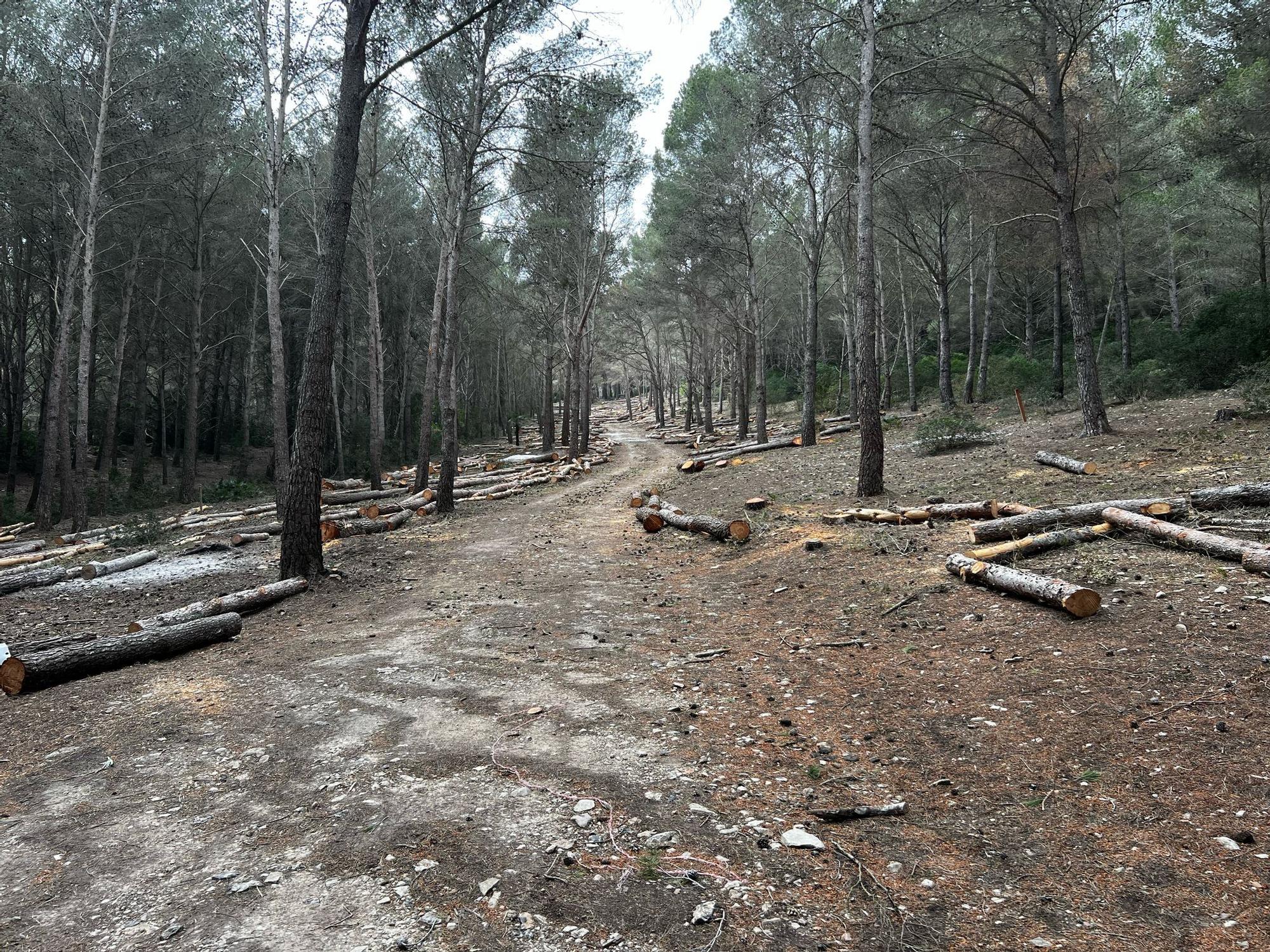 FOTOS | Talan centenares de pinos del bosque de Cala Murta que inspiró a Miquel Costa i Llobera para escribir 'Lo Pi de Formentor'
