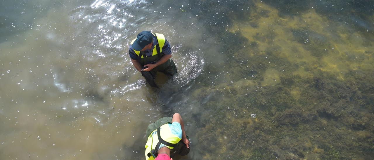 Peces muertos en el Mar Menor: aparecen ejemplares sin vida en Santiago de la Ribera