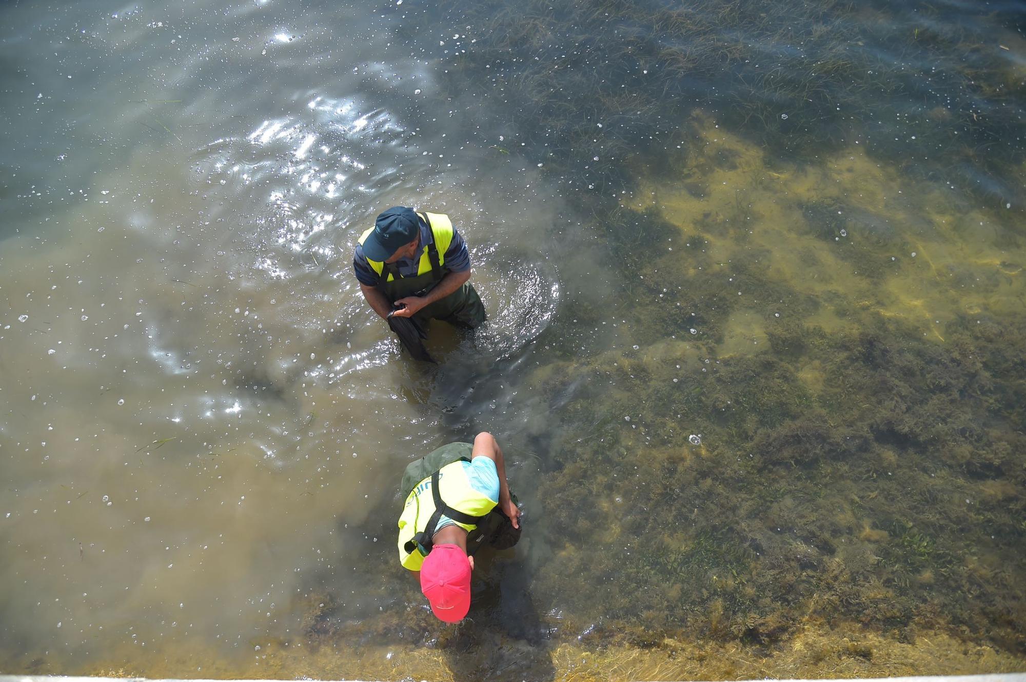 Peces muertos en el Mar Menor: aparecen ejemplares sin vida en Santiago de la Ribera