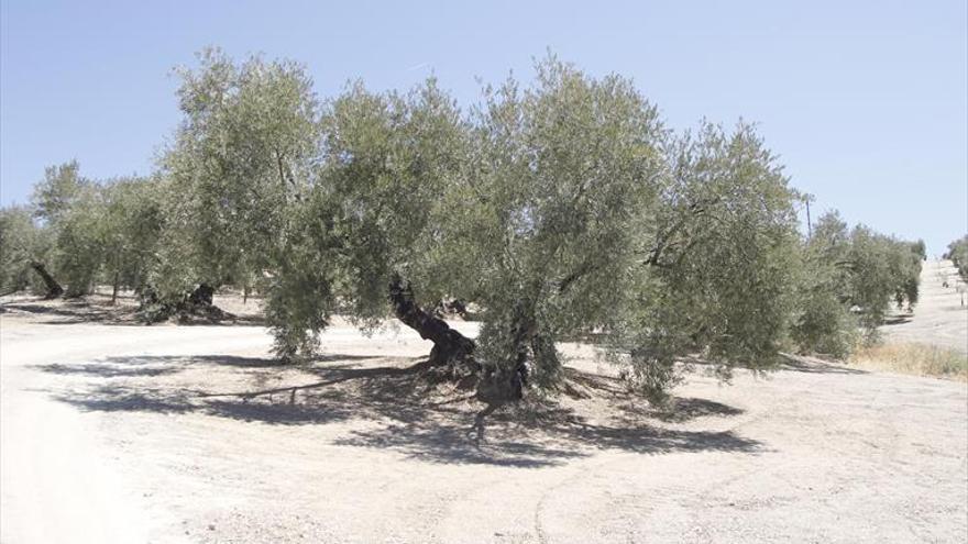 El campo sigue en alerta