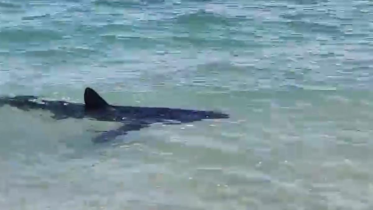 Sorpresa en la playa de les Deveses de Dénia al nadar en la orilla un tiburón tintorera.
