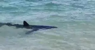 Sorpresa en la playa de les Deveses de Dénia al nadar en la orilla un tiburón tintorera