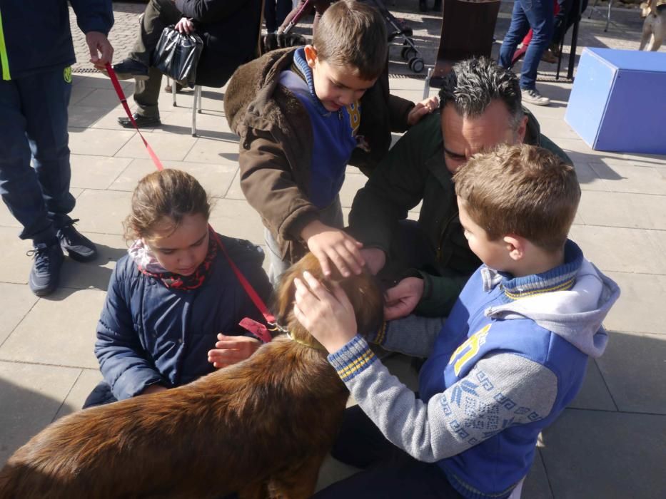 Jornada de adopción de perros en el Bioparc