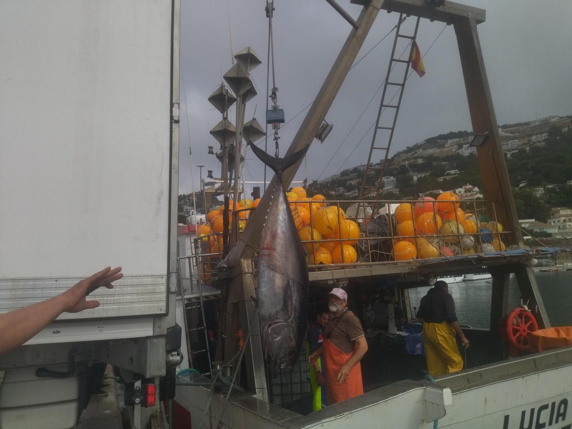 Xàbia, el gran puerto del atún rojo (imágenes)