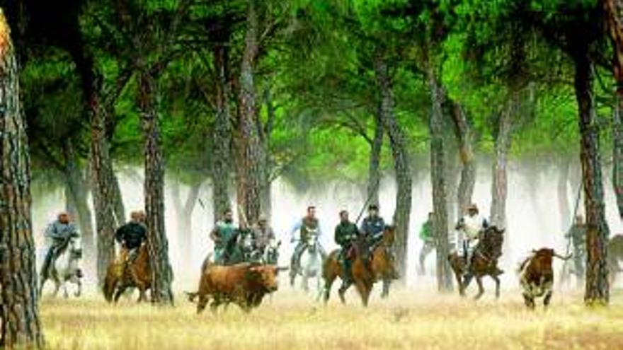 Tordesillas celebra su Toro de la Vega entre protestas de detractores