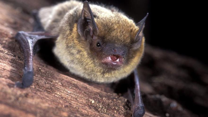 El murciélago de borde claro es uno de los quirópteros más pequeños de Europa.