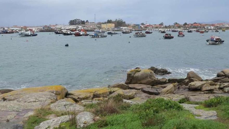 Barcos bateeiros amarrados y fondeados en la ensenada de Porto Meloxo, uno de los muelles más afectados en estos momentos.  // Muñiz