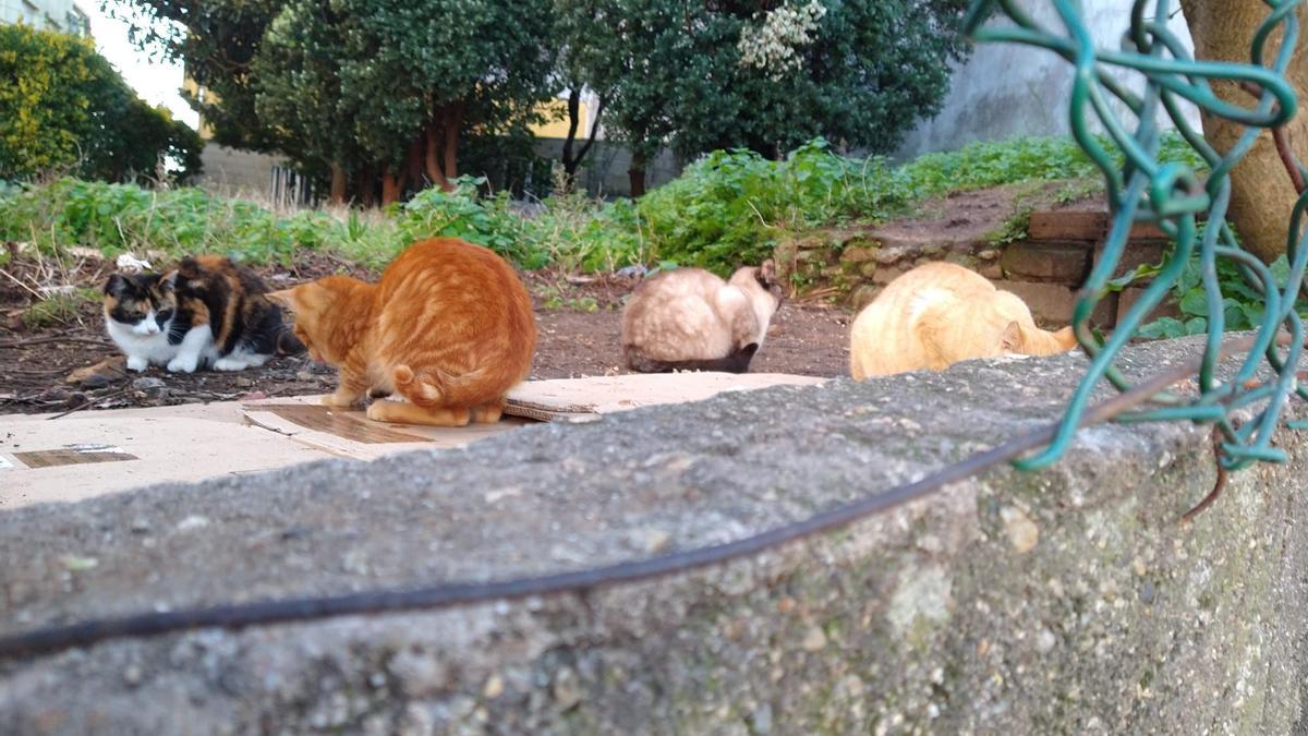 Una de las muchas colonias de gatos callejeros de la ciudad de Ribeira