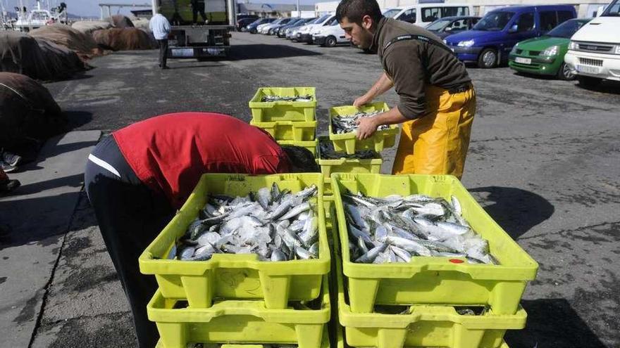 Dos marineros descargan las capturas de sardina en un puerto gallego