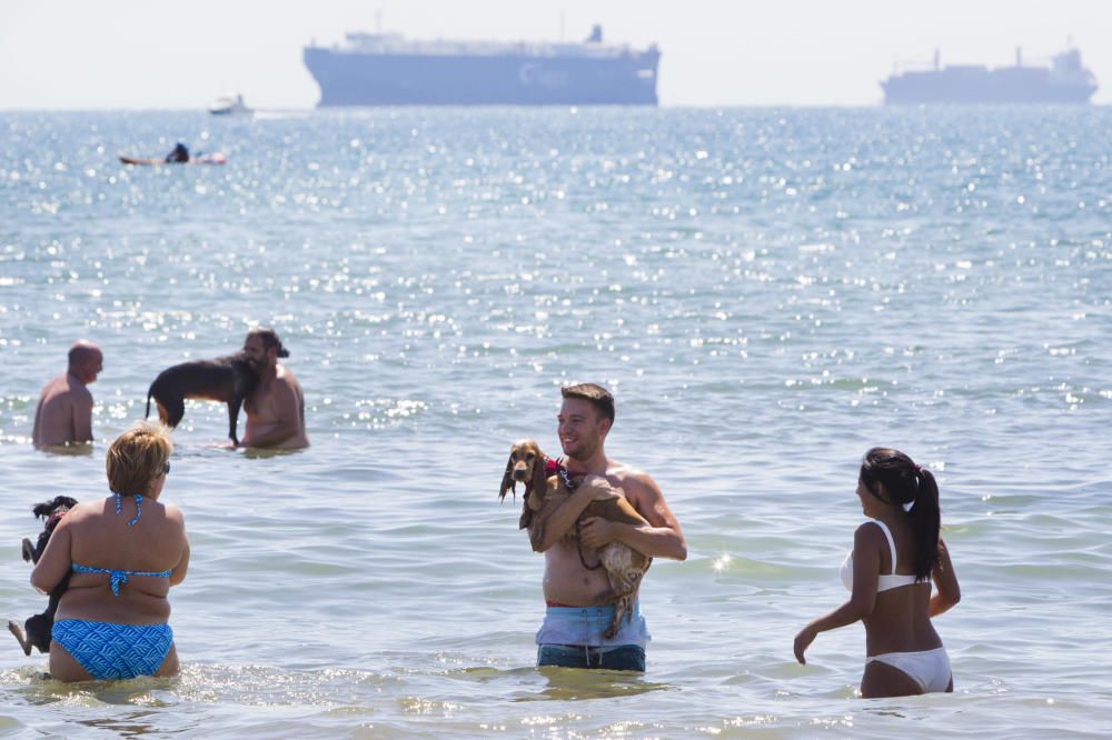 La playa para perros de Pinedo, a reventar