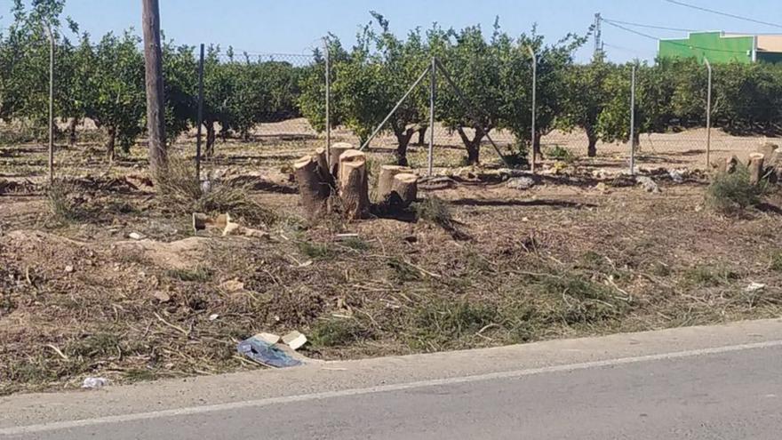 Tala de árboles denunciada por el colectivo ARBA. | L. O.