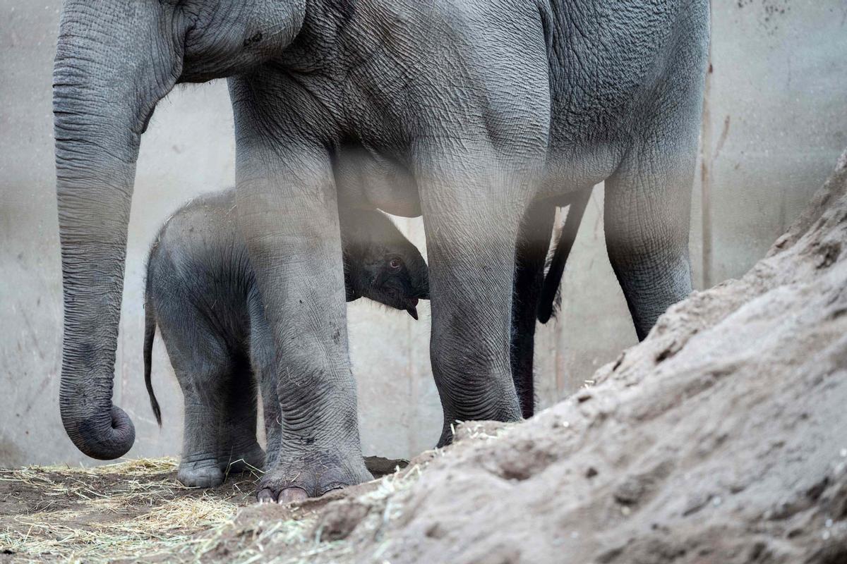 Una cría de elefante recién nacida pasea el zoo de Copenhague