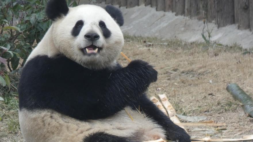 Estos son Jin Xi y ZhuYu, los dos osos panda que China enviará a España este lunes