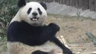 Estos son Jin Xi y ZhuYu, los dos osos panda que China enviará a Madrid el próximo lunes
