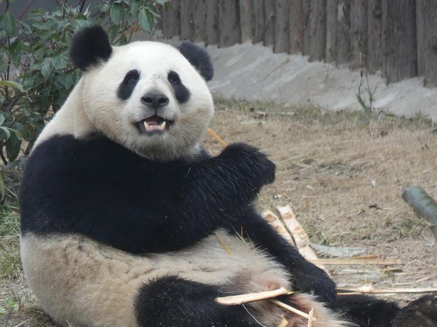 Estos son Jin Xi y ZhuYu, los dos osos panda que China enviará a España este lunes