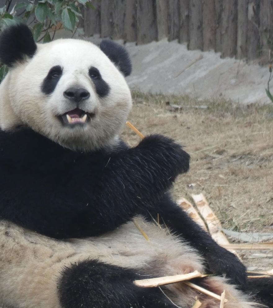 Estos son Jin Xi y ZhuYu, los dos osos panda que China enviará a España este lunes