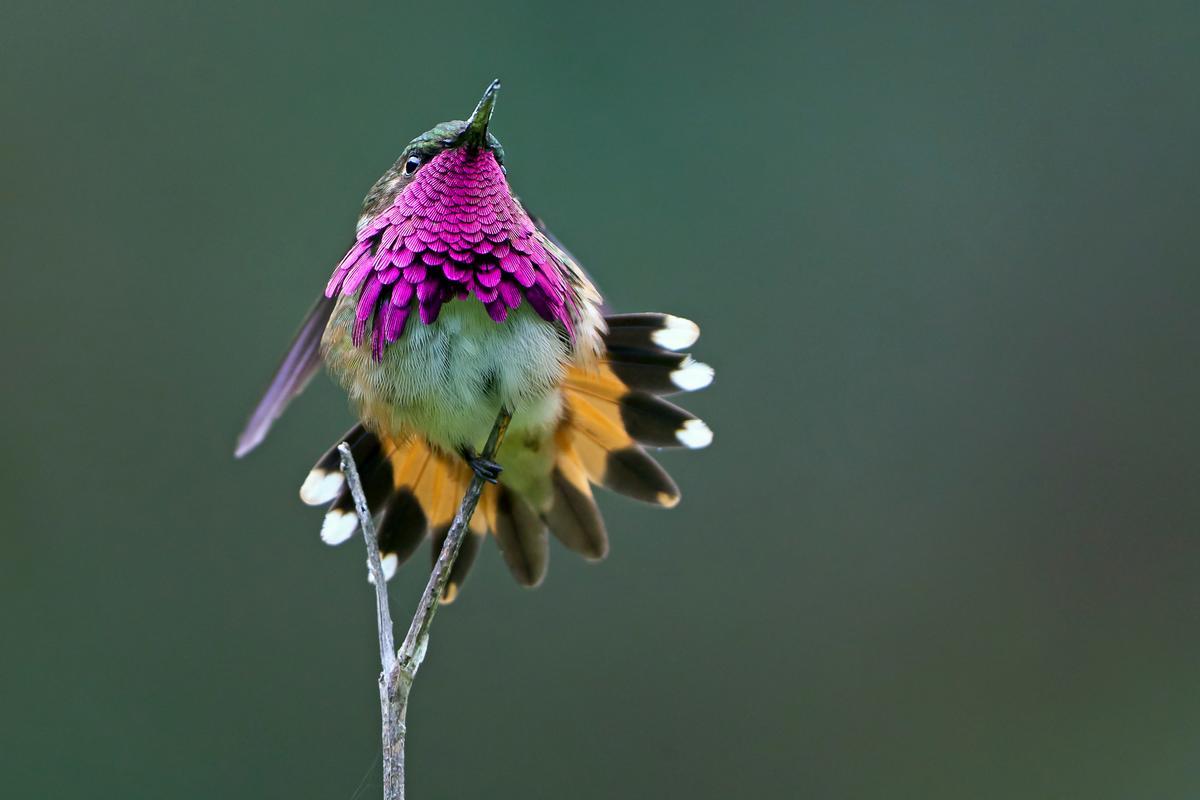 Un colibrí de Elliot, de Centroamérica