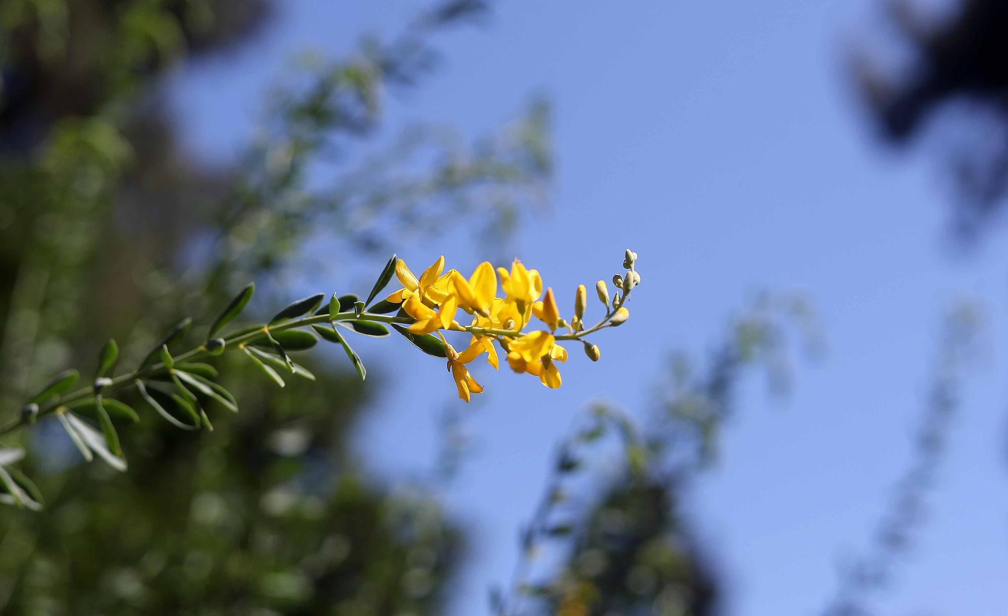 Las flores del Jardín Botánico en primavera