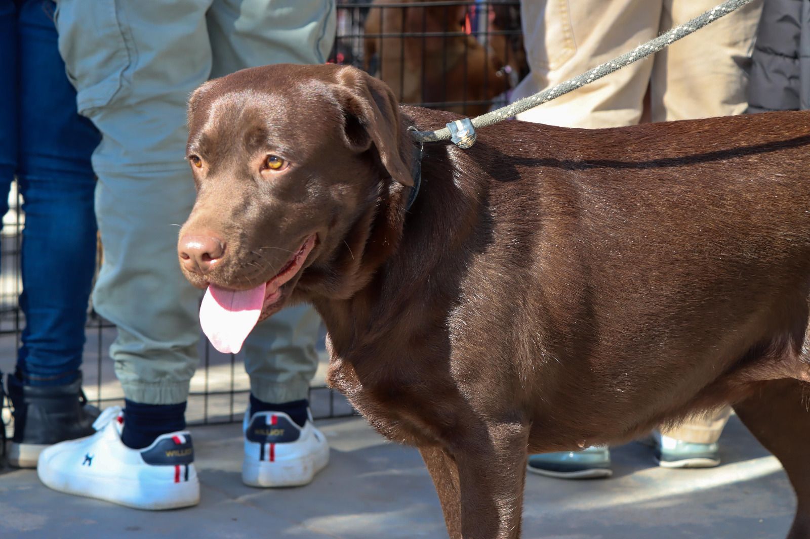 Uno de los participantes del evento para perros