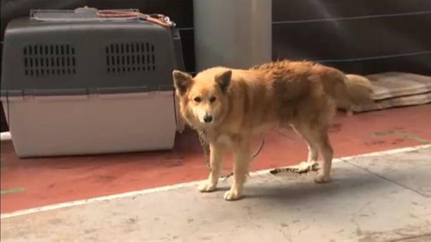 El SEPRONA se vuelca en el rescate y cuidado de animales afectados por el volcán en La Palma