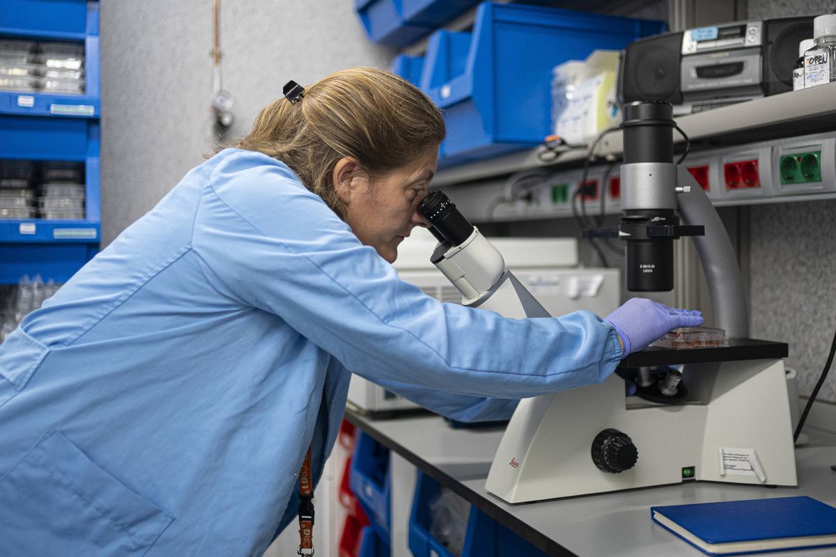 Laura Batlle Morera, jefa de la Unidad de Ingeniería de Tejidos del Centro de Regulación Genómica (CRG), mira a través de su microscopio una placa llena de cerebros en miniatura.