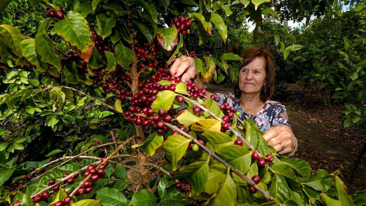Una mujer en una finca de Agaete que cultiva café
